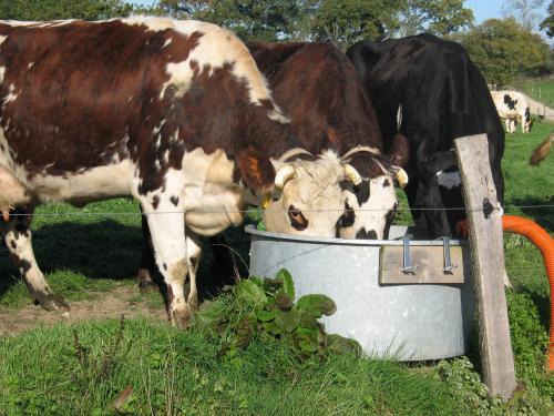 🐄 Pivette &amp; Palorette — une ferme laitière normande qui transforme le lait en émotions